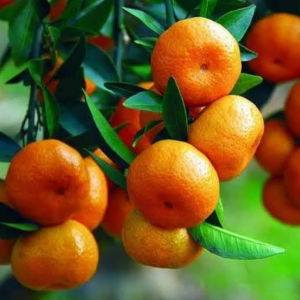 ৩ পিচ কমলা কিনলেই ২ পিচ চারা সম্পূর্ণ ফ্রী