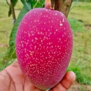 কিং অব চাকাপাত  আম ফল সহ