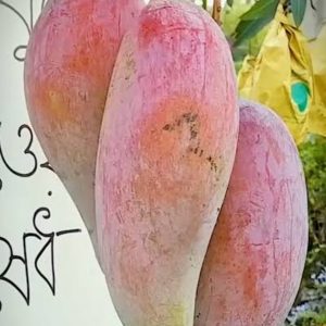 চিয়াংমাই আম ফল সহ