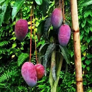 অ্যামেরিকান রেড পালমার আম ফল সহ