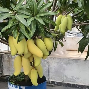 থাই ব্যানানা ম্যাংগো আম ফল সহ