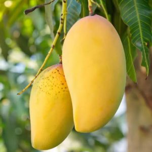 থাই বারোমাসি কাটিমন ফল সহ
