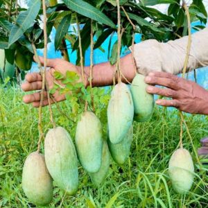 থ্রী টেস্ট আম ফল সহ