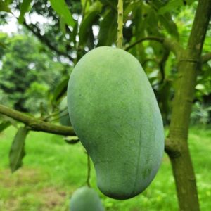 আম রুপালি  ফল সহ