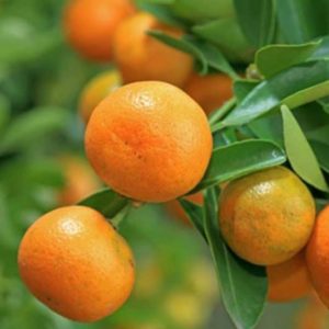 ৩ টি কমলা চারা
