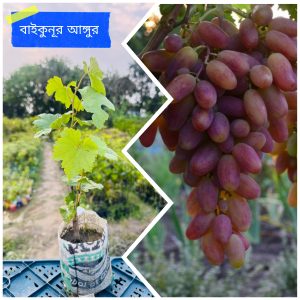 ৩ পিস বিদেশি আঙ্গুর প্যাকেজ