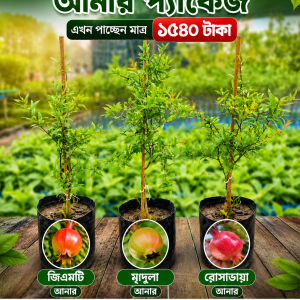 ৩ পিস বিদেশি আনার