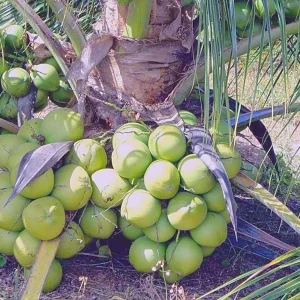 coconut tree 1 pcs