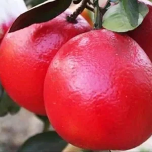 Red Pamelo 1 pcs tree Saplings